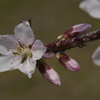桃の花-5