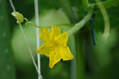 菜園の花-キュウリ