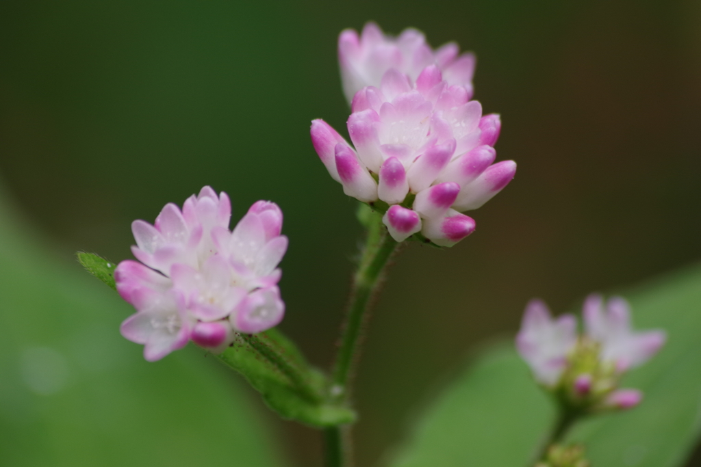 野草園で花散歩‐ミゾソバ