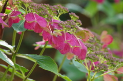 晩秋の紫陽花-3