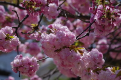 子安堂の桜-3