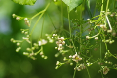 花散歩-ツリバナがゆらゆらと