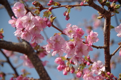 色濃い桜-3
