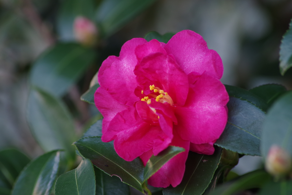寒風に咲く‐山茶花2