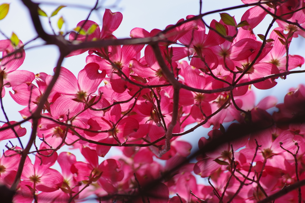 春を待ちかねて‐花水木