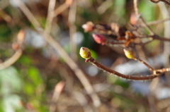 春を待つ冬芽-1