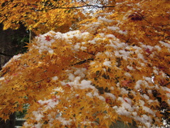 黄もみじに雪