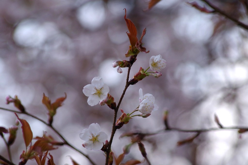 山桜-1