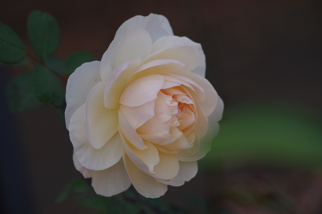 智光山公園で秋探し-レッチフィルド・エンジェル