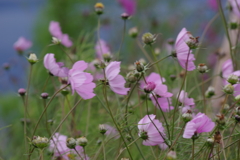 花散歩‐ひゅう~と風