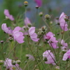 花散歩‐ひゅう~と風