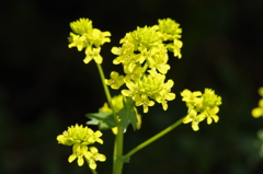 春の忘れ物‐西洋芥子菜