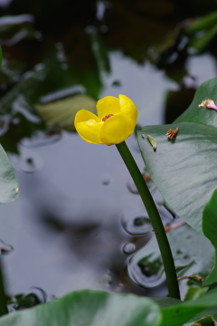 野草園で花探し-オゼコウホネ