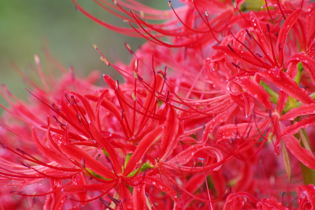 雨の日の花散歩‐彼岸花