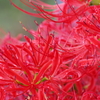 雨の日の花散歩‐彼岸花