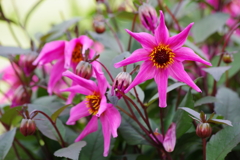 山形のダリア-黒葉S