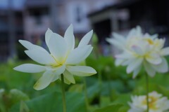 白蓮2