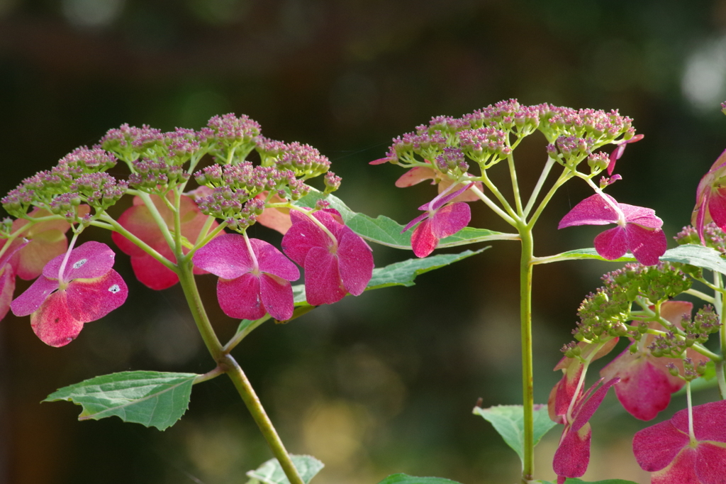 晩秋の紫陽花-2