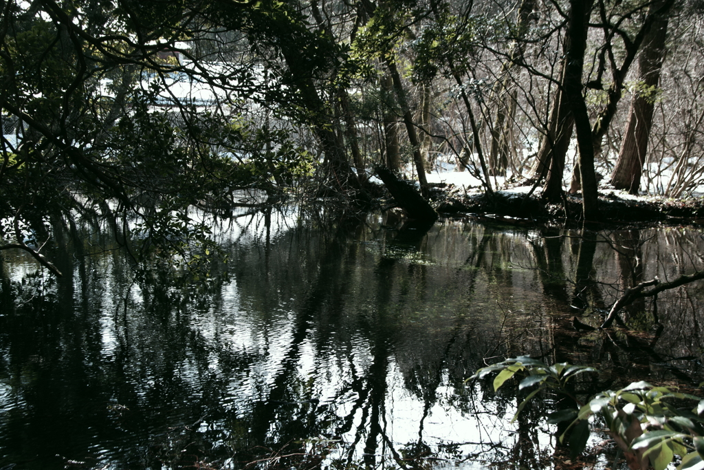雪の朝の丸池様-4