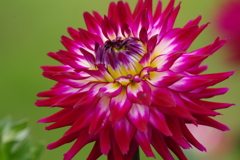 秋田のダリア-バードジャー・トゥインクル