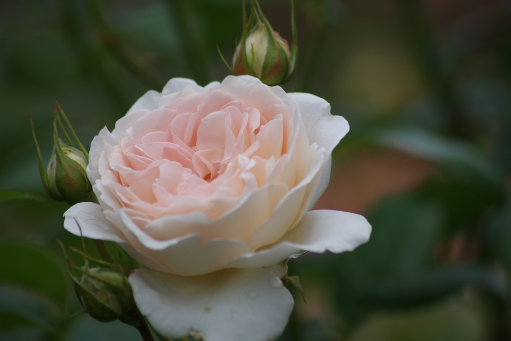 六月の薔薇-セバスチャン クナイブ