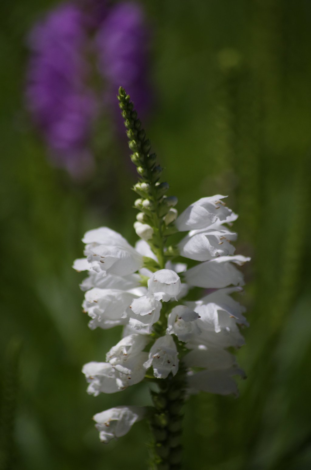 白花のカクトラノオ