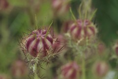 花散歩‐ニゲラ花の後