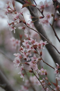 上山城の桜-4