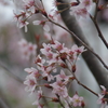 上山城の桜-4