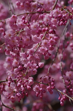 霞城の桜-3