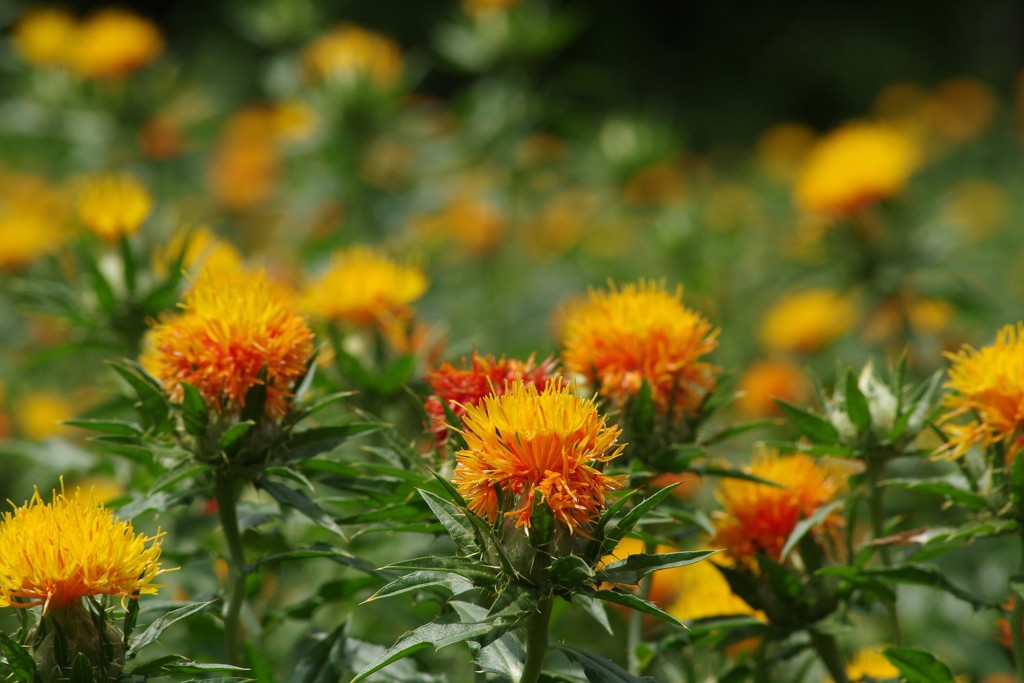 夏の野草園‐紅花