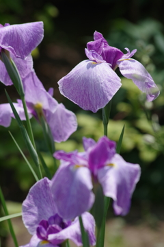 花散歩₋花菖蒲2