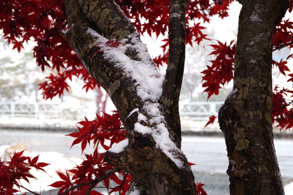 モミジの盛りに雪