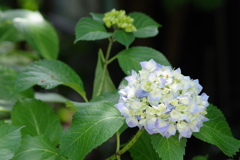 花散歩‐紫陽花2