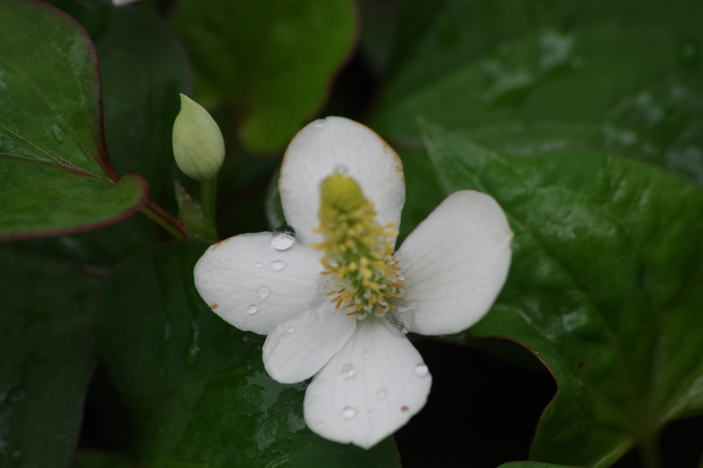 菜園の花‐ドクダミ
