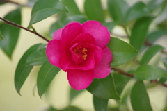 花散歩-山茶花