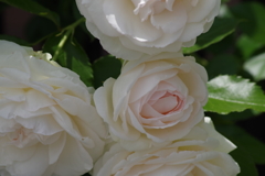 花散歩‐淡いピンクの薔薇