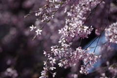 秩父の桜-1
