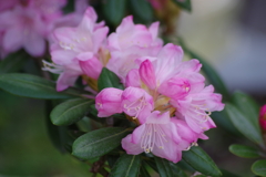 春を待つ心‐石楠花