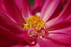 秋田のダリア‐蕊の魅惑6