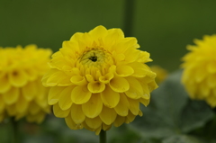 はちみつぼんぼん