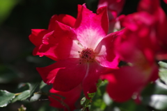 花散歩‐バラ尽くし5