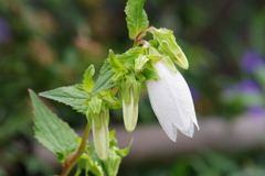 花散歩‐蛍袋