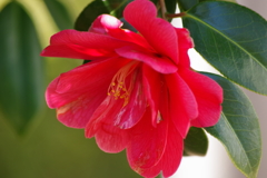 花散歩-赤い椿