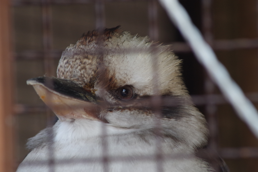 ワライカワセミ