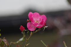 花散歩‐冬の入り口のバラ