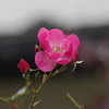 花散歩‐冬の入り口のバラ