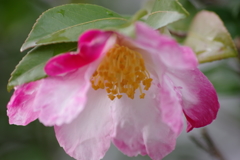 花散歩‐山茶花咲いた路2