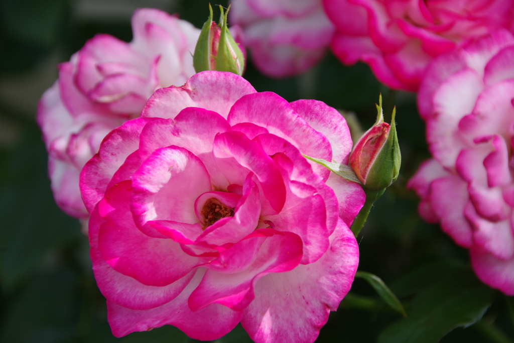 花散歩-薔薇