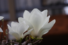 春を待つ心-白木蓮